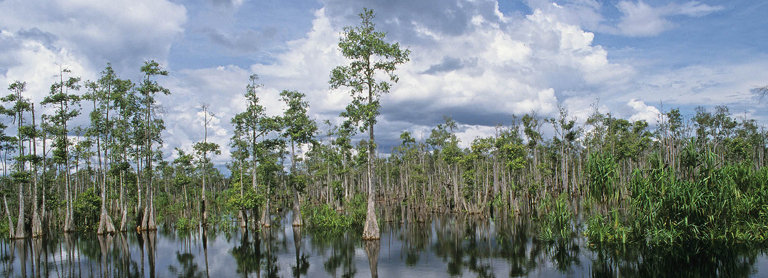 Carbon-rich peat swamp forest ecosystem
