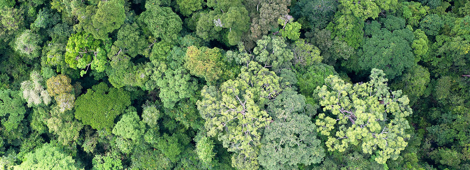 Mapping global forest biomass using satellite imagery